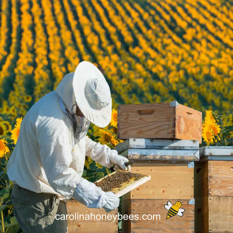 Apiary